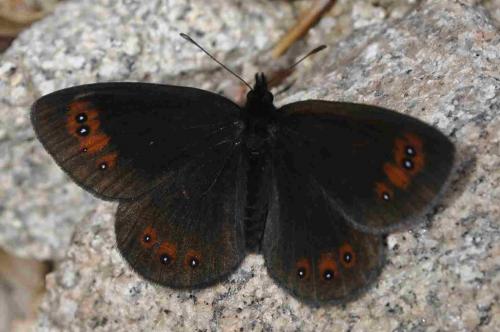 Erebia meolans